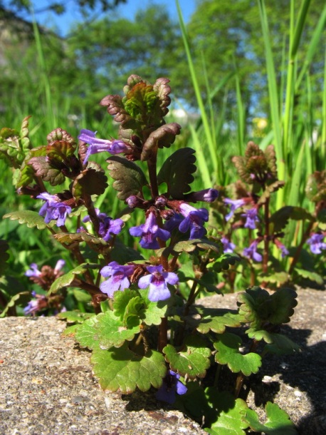 Image of Glechoma hederacea specimen.