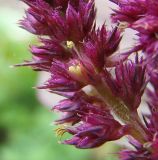 Amaranthus hypochondriacus