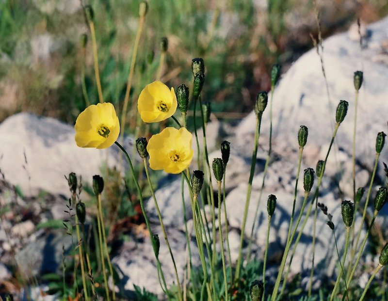 Image of Papaver lapponicum ssp. jugoricum specimen.