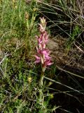 Anacamptis sancta