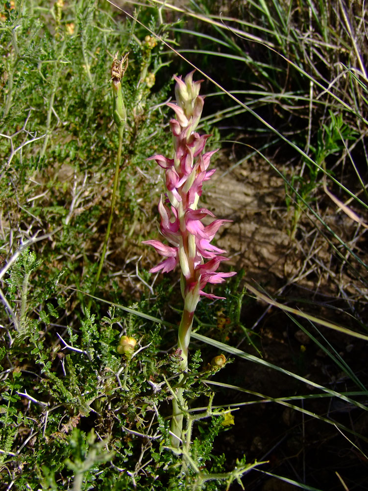 Image of Anacamptis sancta specimen.