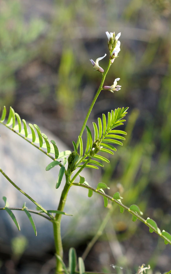 Image of Astragalus schmalhausenii specimen.