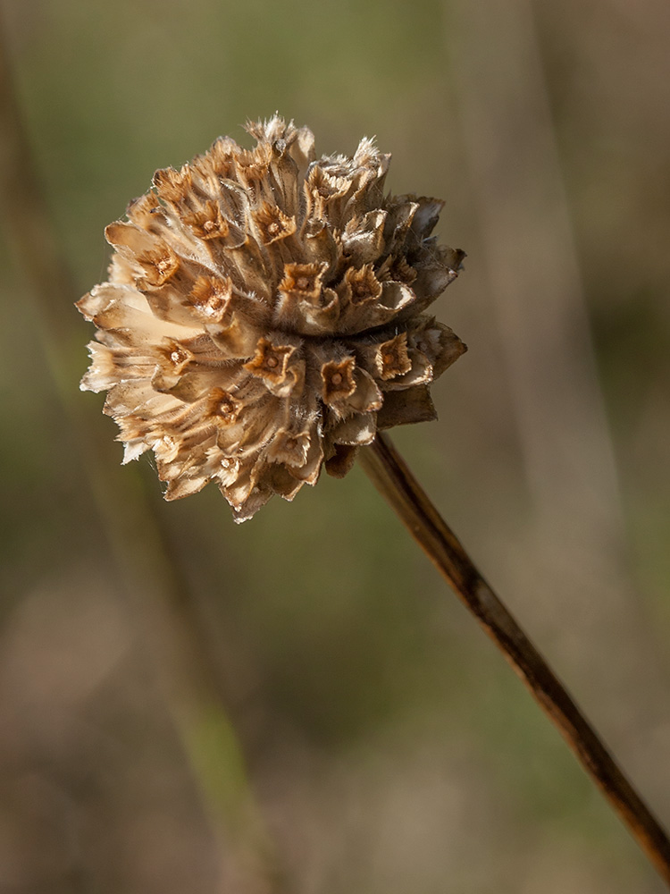 Image of Cephalaria leucantha specimen.