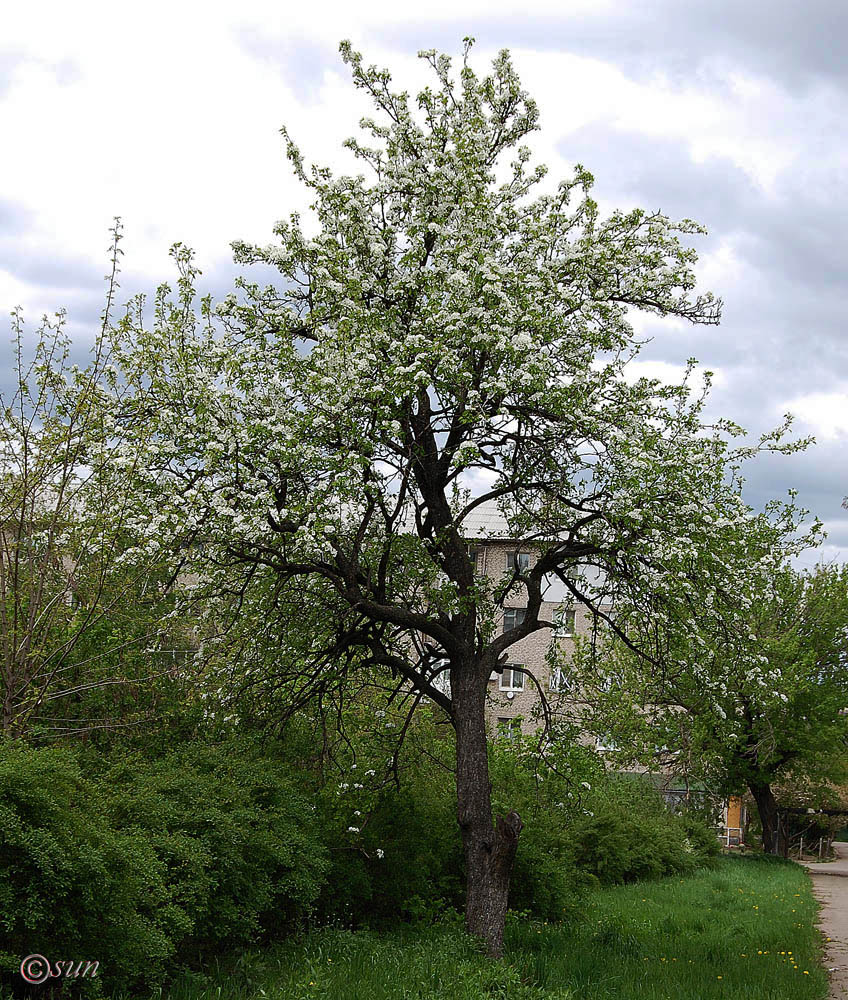 Image of Pyrus communis specimen.