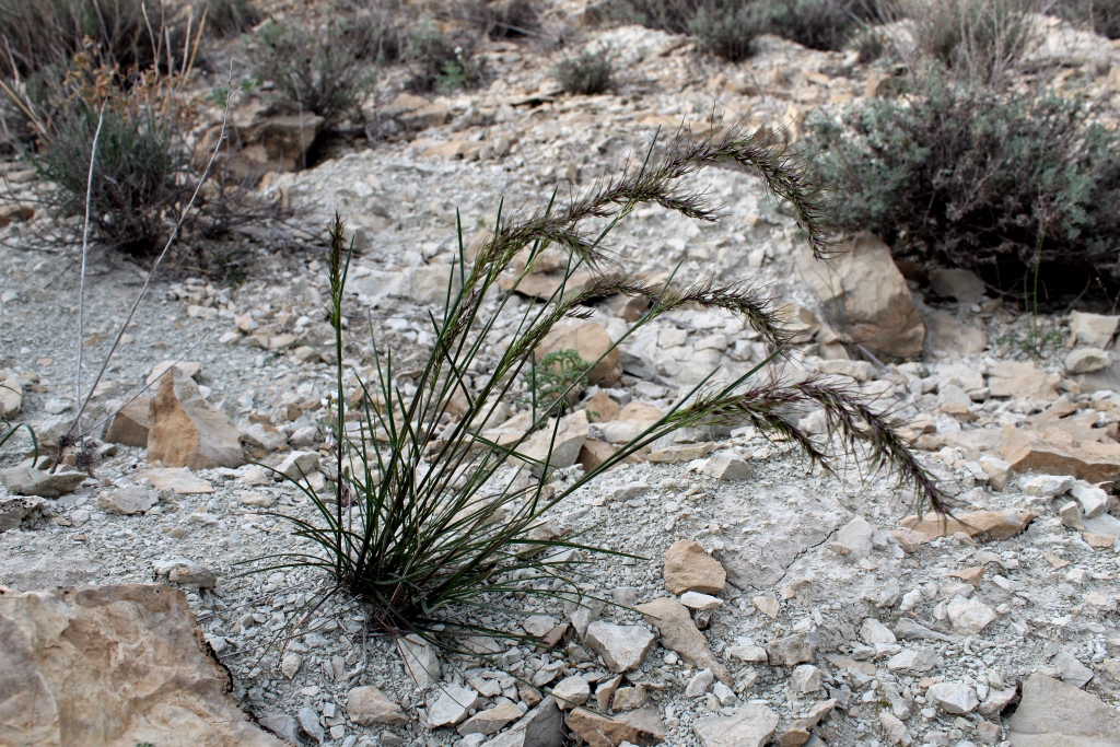 Image of Poa bulbosa ssp. vivipara specimen.