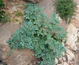 Indigofera coerulea. Цветущее растение. Сокотра, плато Хомхи, сухой каменистый склон. 29.12.2013.