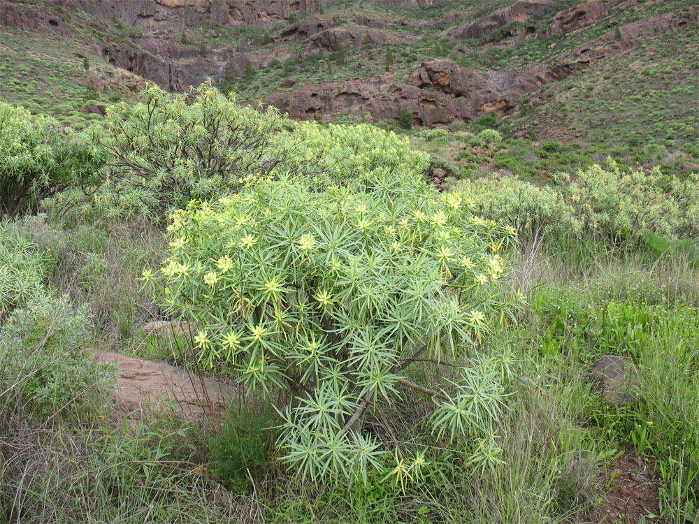 Image of Euphorbia regis-jubae specimen.