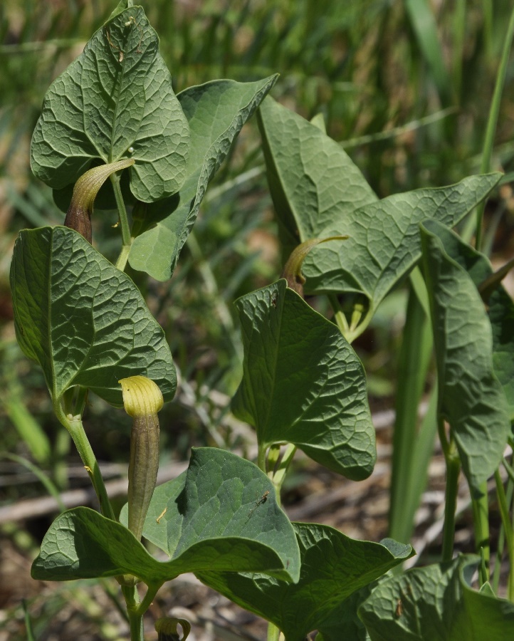 Изображение особи Aristolochia lutea.