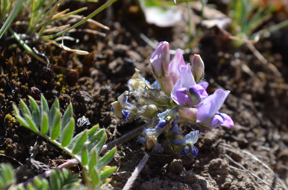 Image of genus Oxytropis specimen.