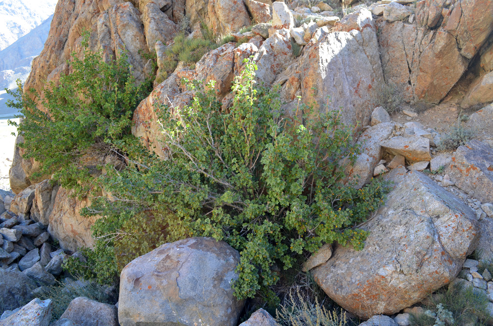 Image of Ribes heterotrichum specimen.