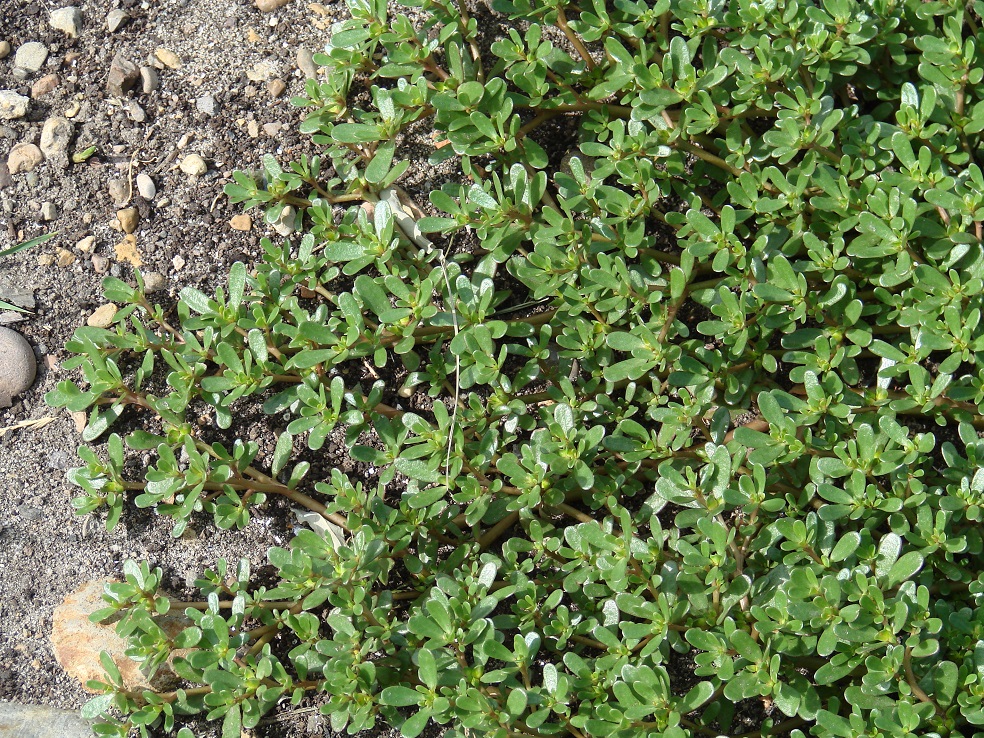 Изображение особи Portulaca oleracea.