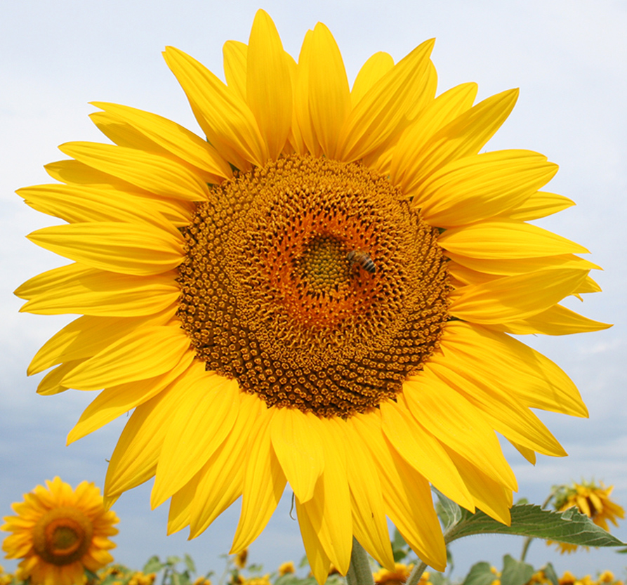 Image of Helianthus annuus specimen.