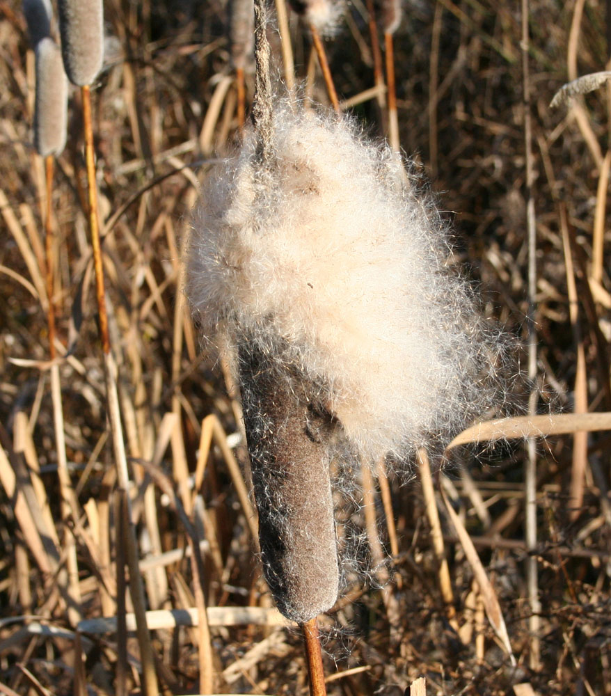 Image of Typha latifolia specimen.