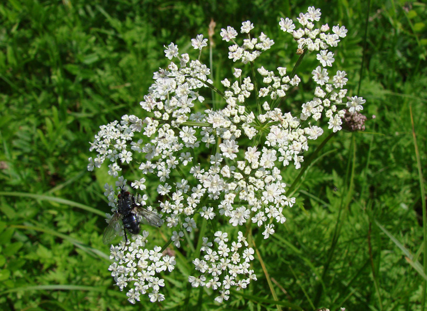 Image of Anthriscus sylvestris specimen.