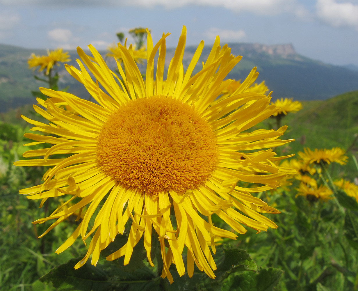 Изображение особи Inula grandiflora.