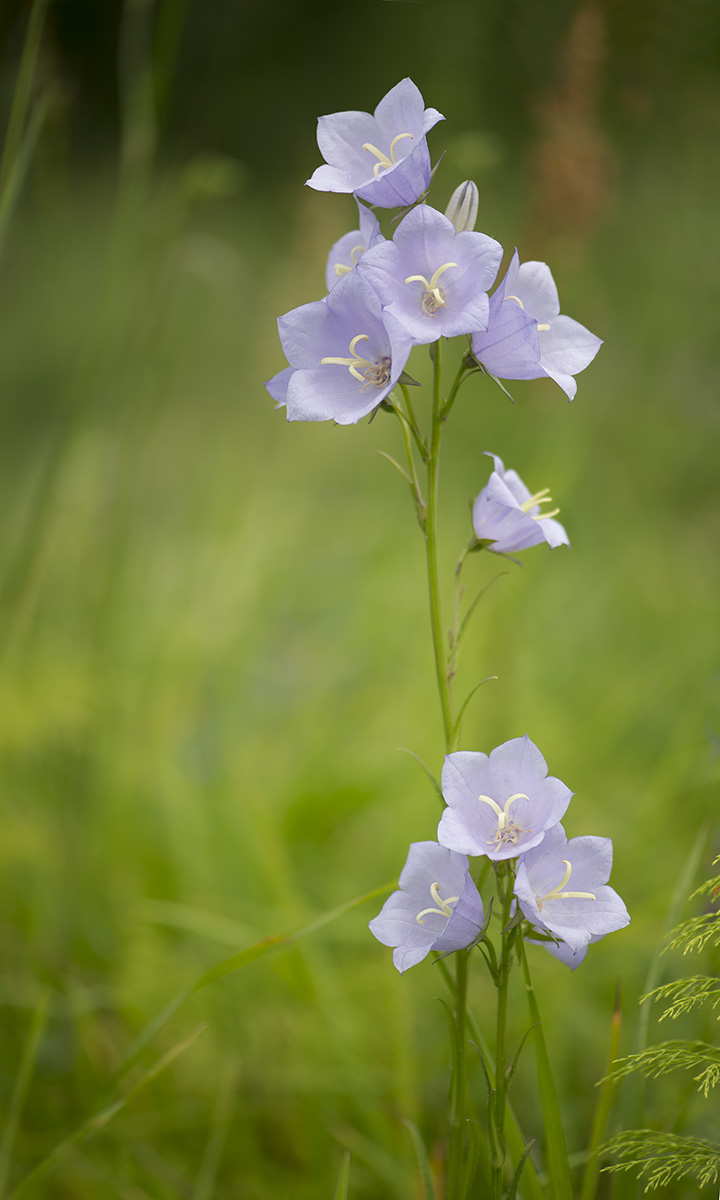 Image of Campanula persicifolia specimen.