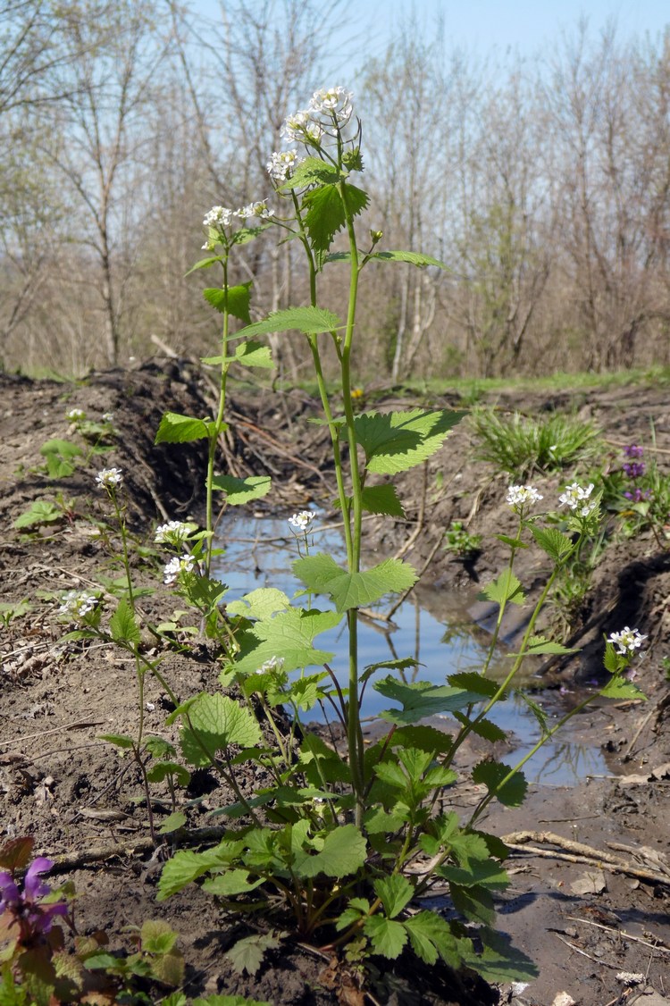 Image of Alliaria petiolata specimen.