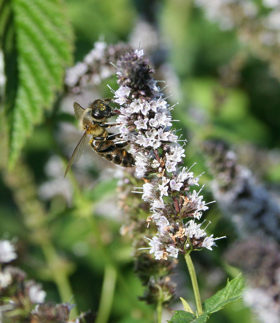 Image of Mentha &times; piperita specimen.