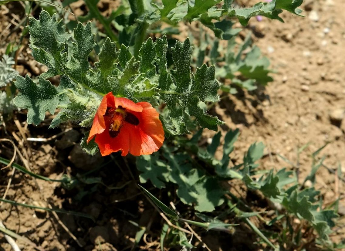 Image of Glaucium corniculatum specimen.