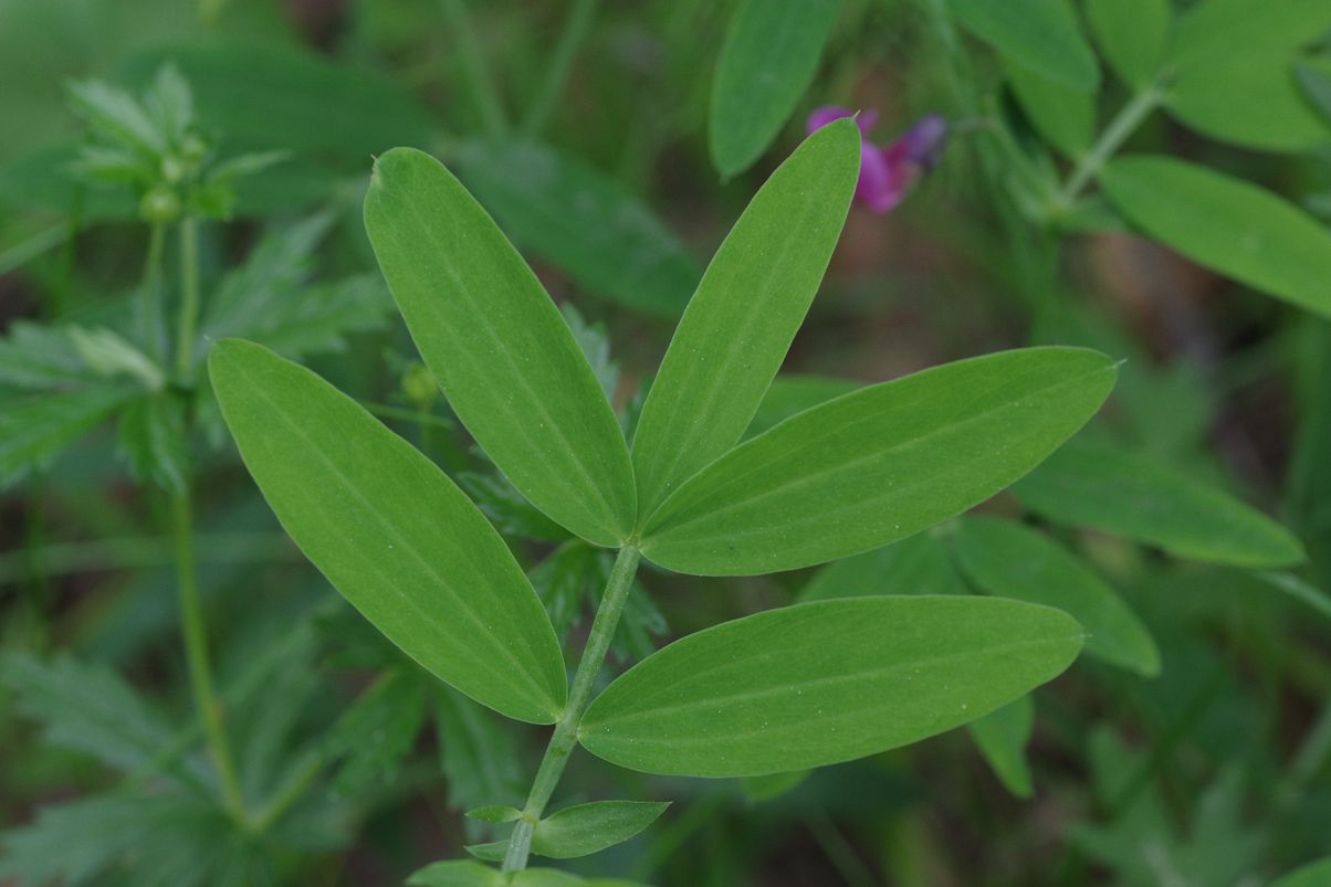 Image of Lathyrus linifolius specimen.