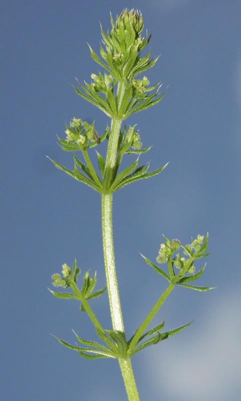 Изображение особи Galium vaillantii.