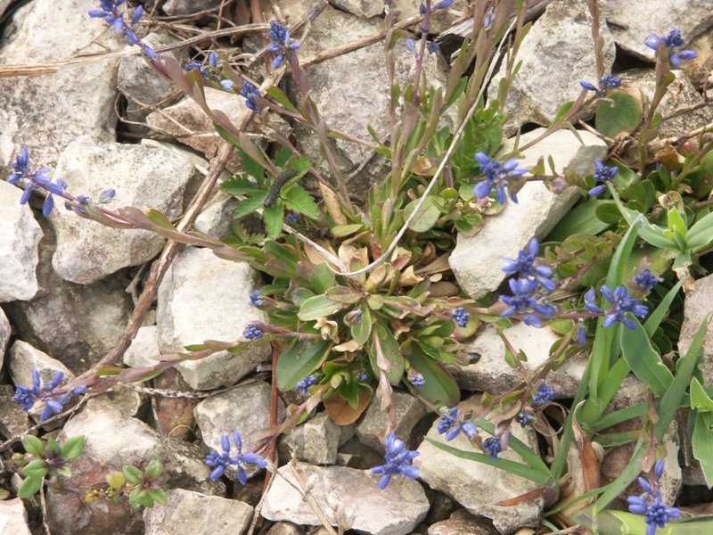 Image of Polygala amarella specimen.