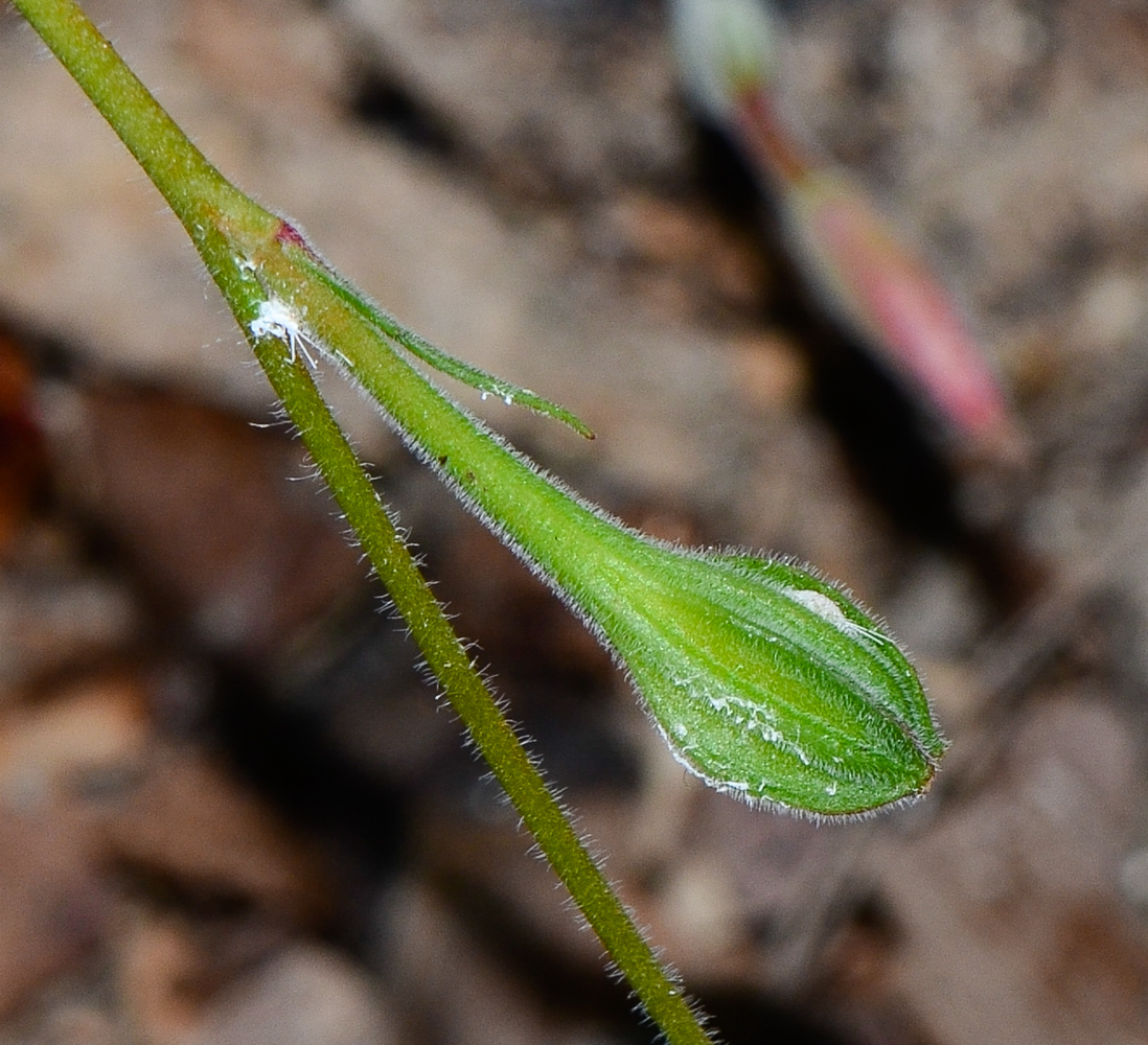 Image of Oenothera rosea specimen.