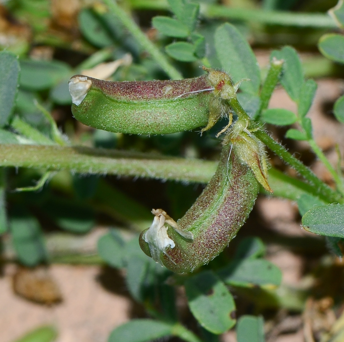 Изображение особи Astragalus mareoticus.