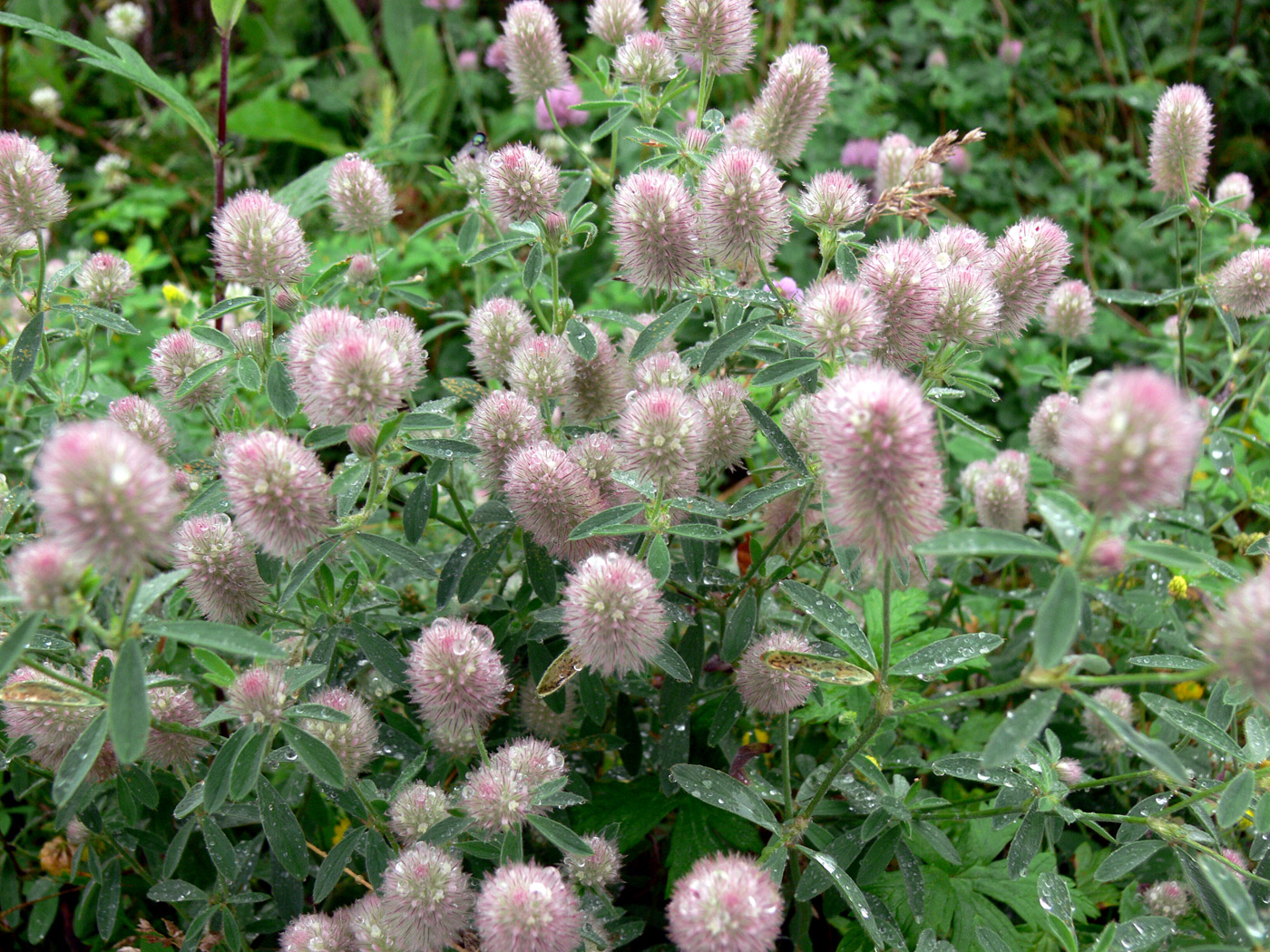 Image of Trifolium arvense specimen.