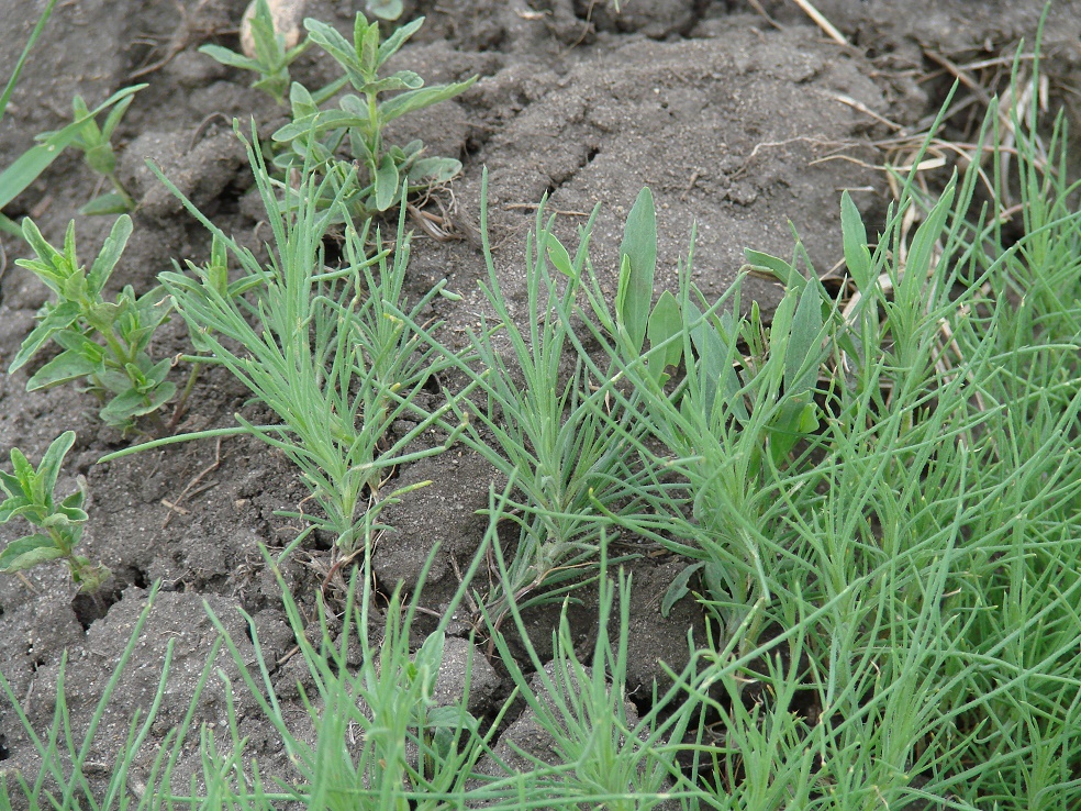 Image of Salsola collina specimen.