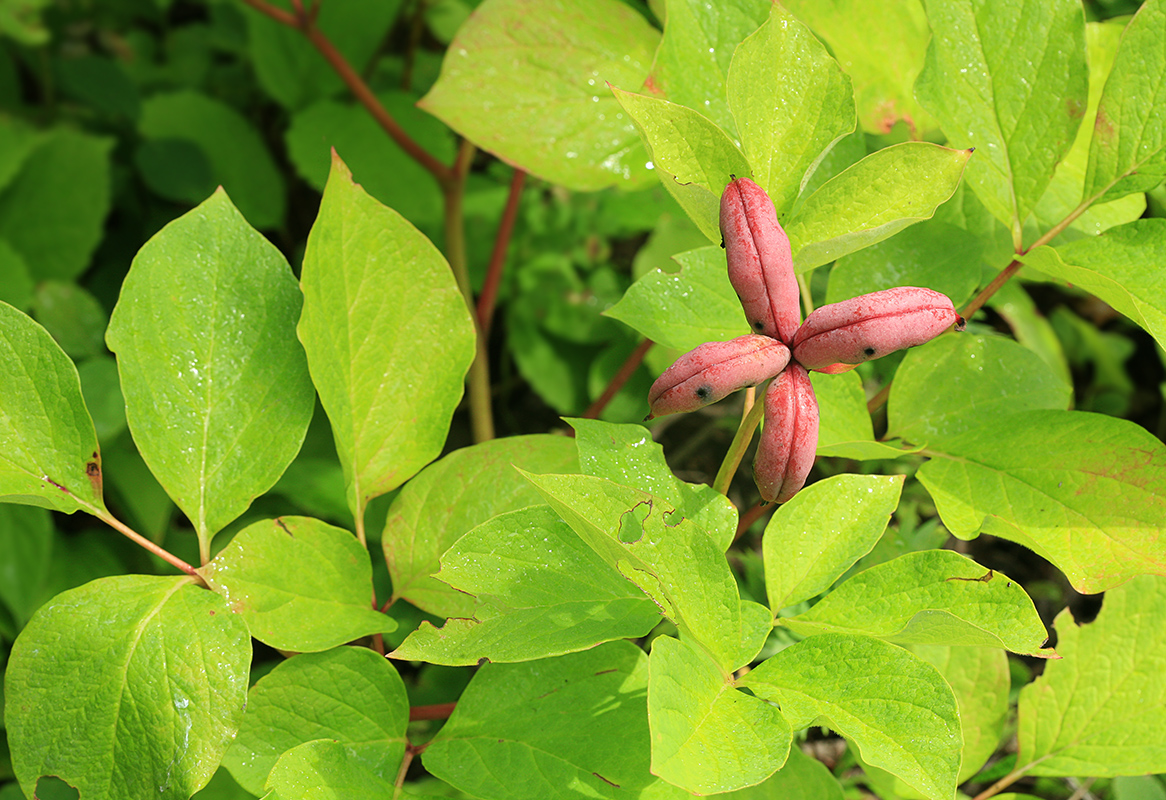 Изображение особи Paeonia obovata.