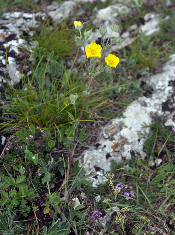 Изображение особи Potentilla taurica.