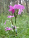 Dianthus × courtoisii. Верхушка цветущего растения. Томск, окр. пос. Кузовлево, поляна в сосновом лесу. 05.07.2009.