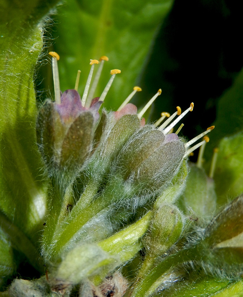 Image of Solenanthus biebersteinii specimen.