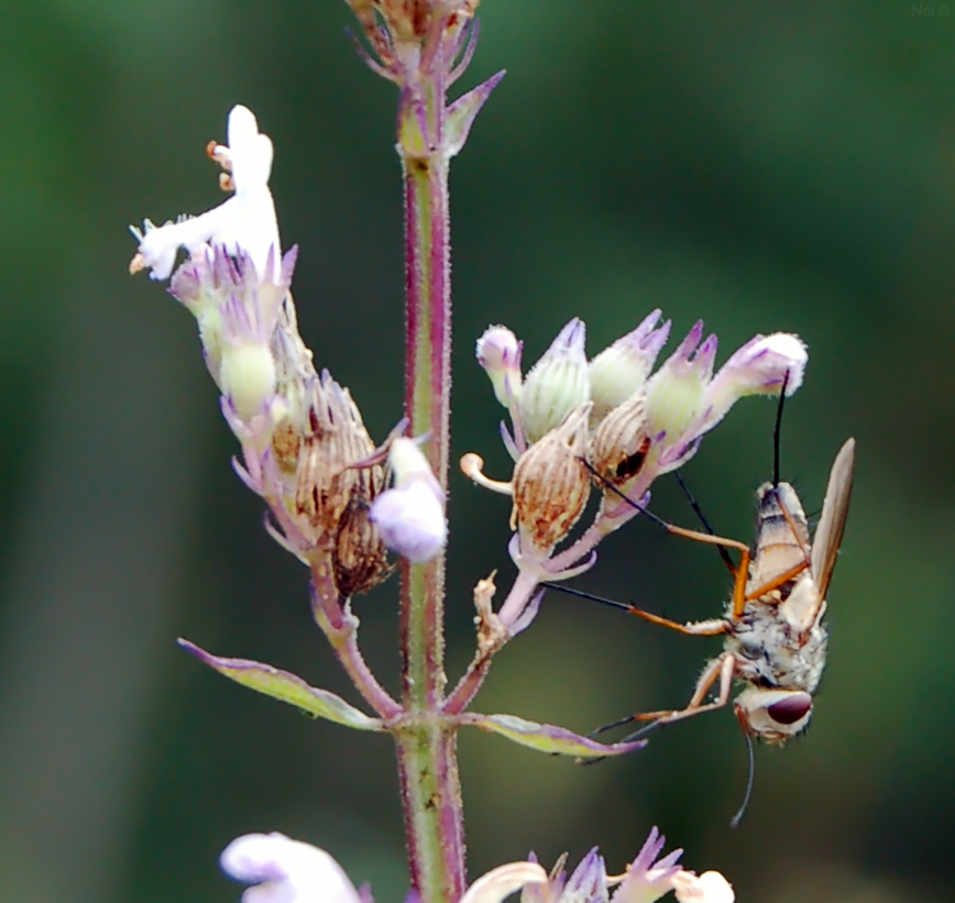 Image of Nepeta nuda specimen.