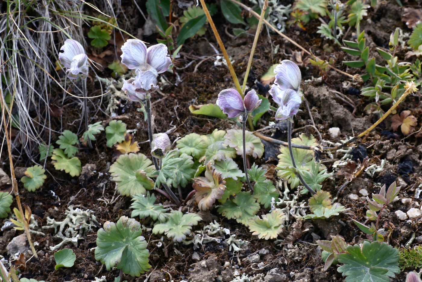 Image of Aconitum rotundifolium specimen.