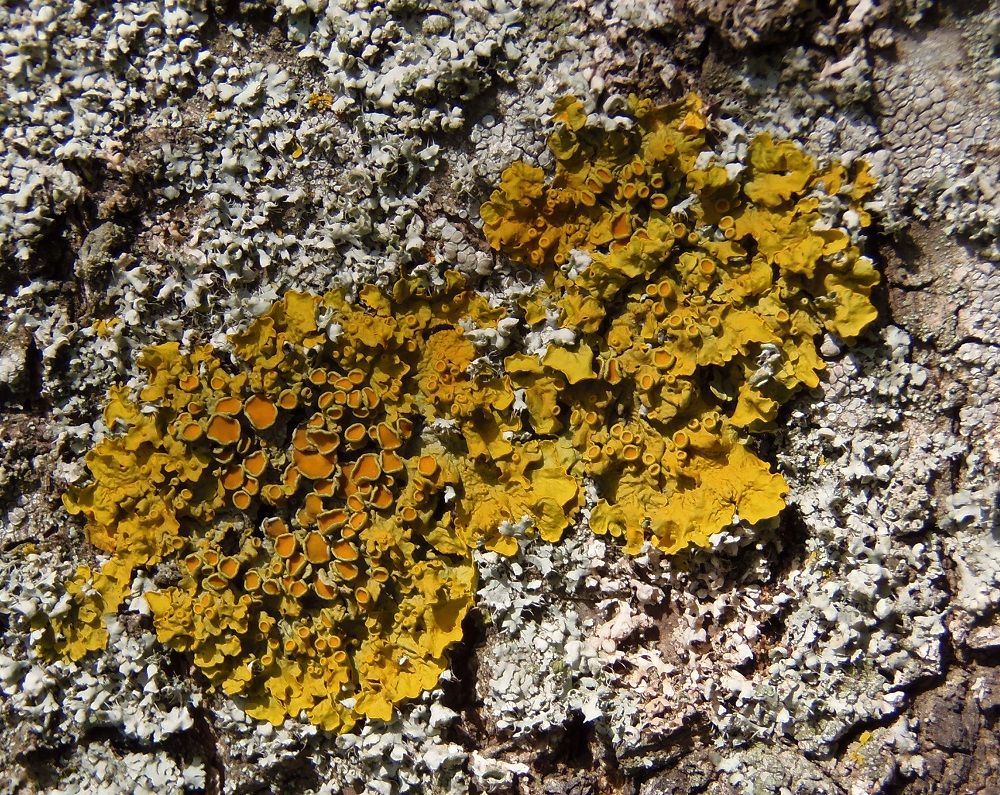 Image of Xanthoria parietina specimen.