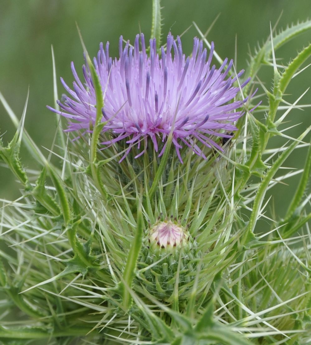 Изображение особи Cirsium creticum.