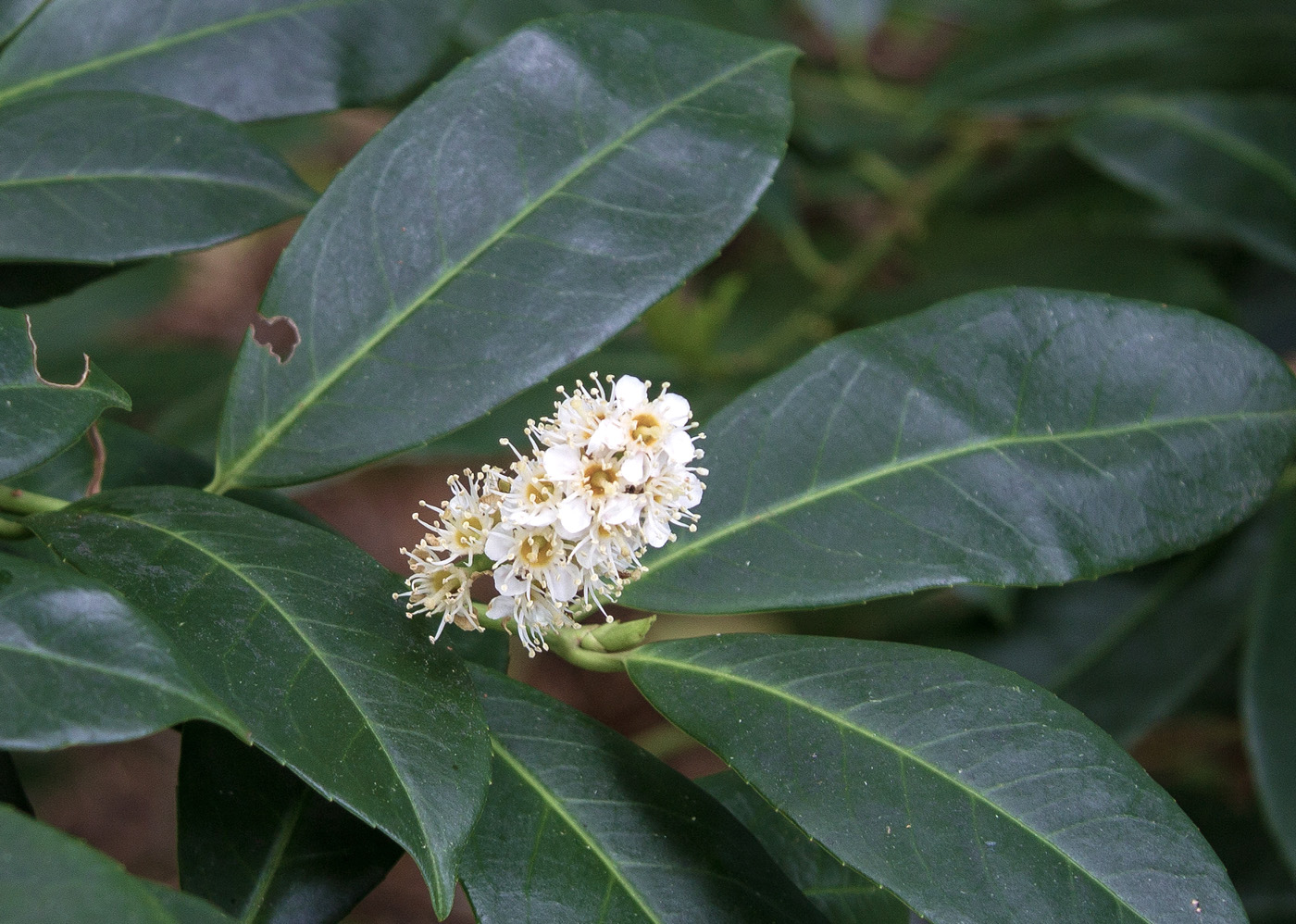 Image of Lauro-cerasus officinalis specimen.