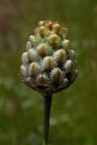 Centaurea orientalis. Развивающееся соцветие. Республика Адыгея, г. Майкоп, восточнее пос. Победа, луговой склон. 24.06.2017.