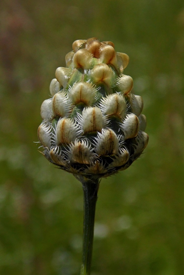 Image of Centaurea orientalis specimen.