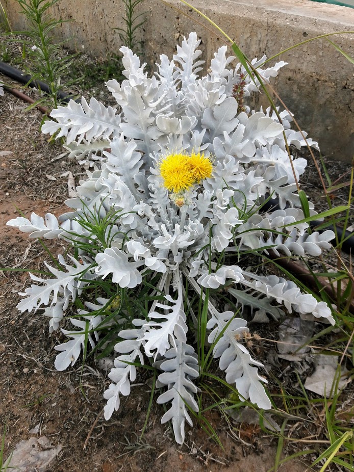 Image of Centaurea cineraria specimen.