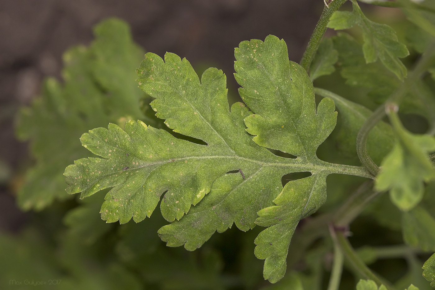 Image of Pyrethrum parthenium specimen.