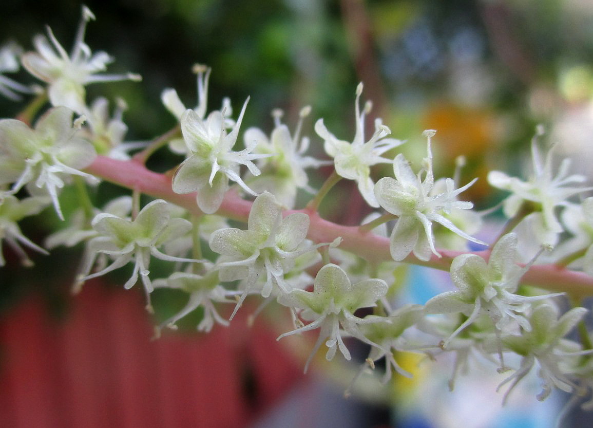 Image of Anredera cordifolia specimen.