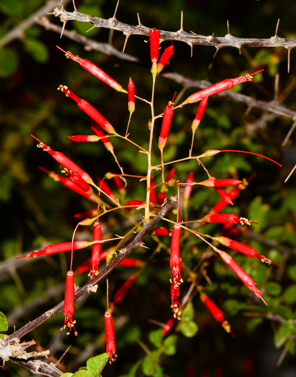 Image of Fouquieria macdougalii specimen.