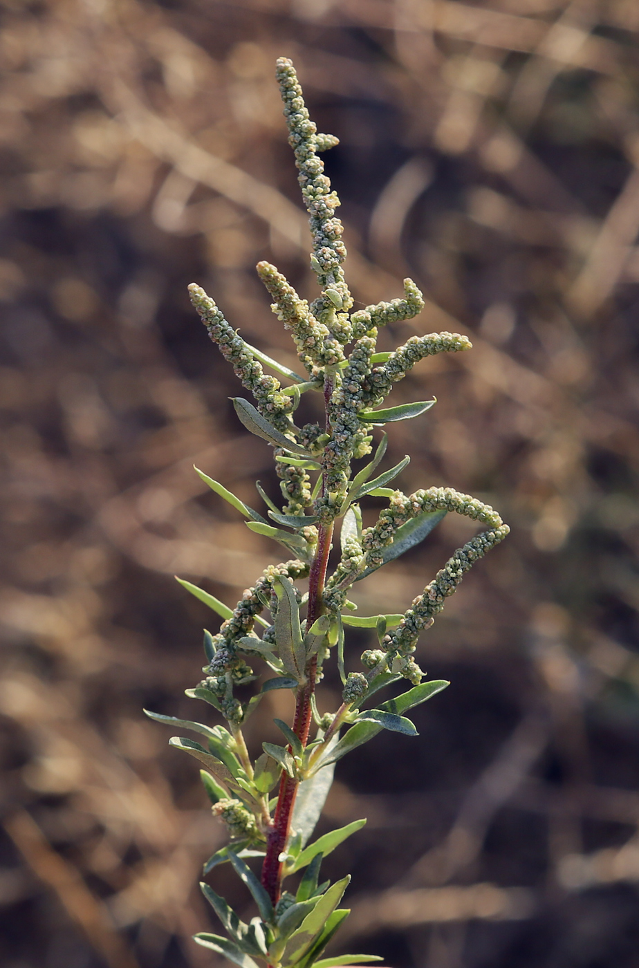 Image of genus Chenopodium specimen.