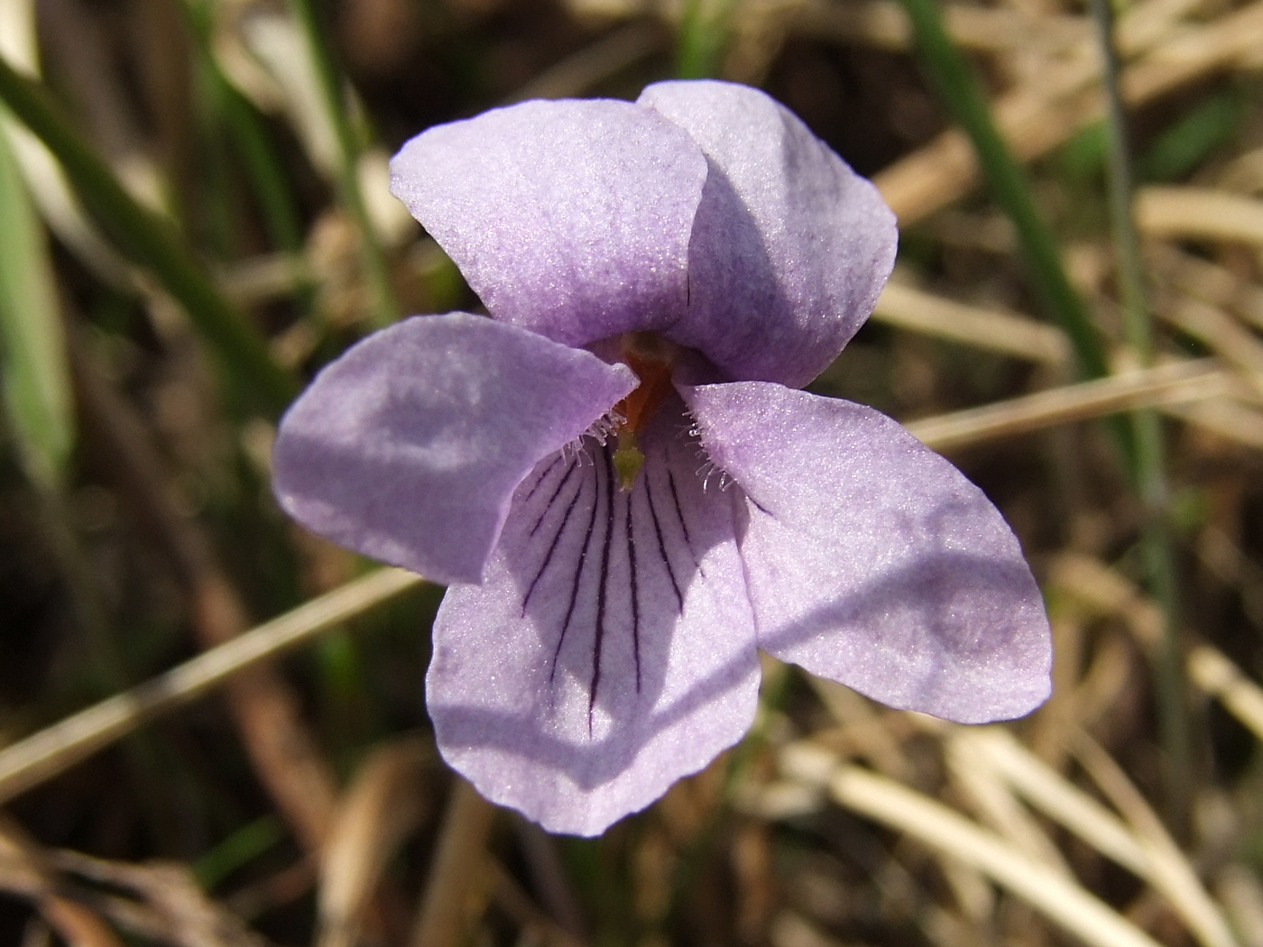 Image of Viola epipsiloides specimen.