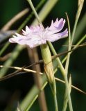 Dianthus pallens. Цветок. Украина, г. Запорожье, балка Щавелевая, возле кустов боярышника. 19.07.2017.