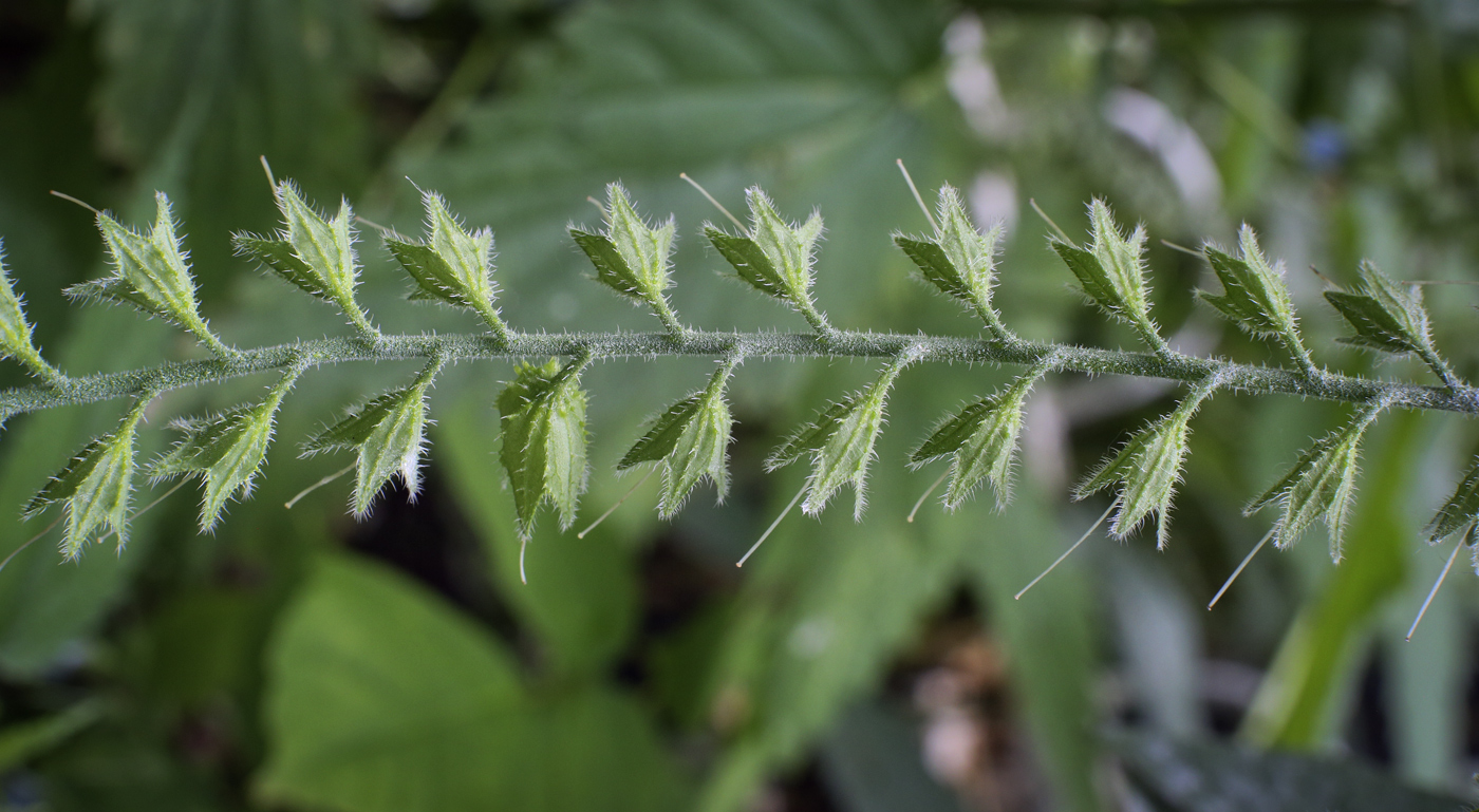 Image of Symphytum caucasicum specimen.