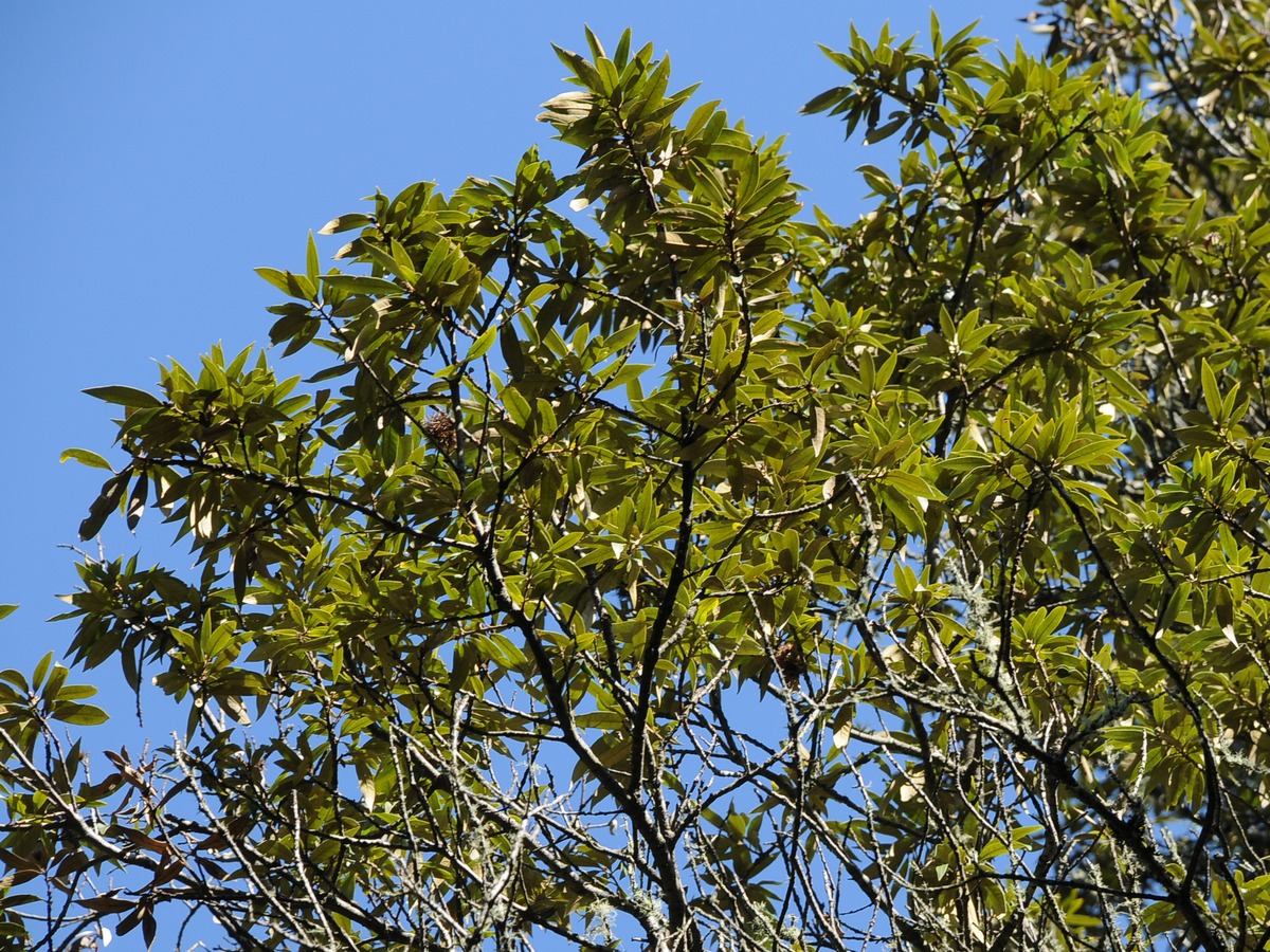 Изображение особи Chrysolepis chrysophylla.